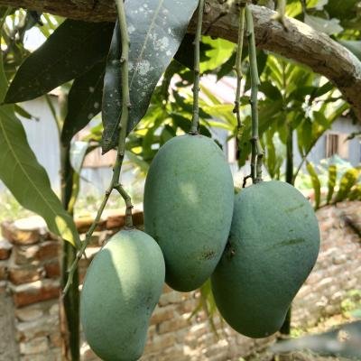 Amrapali Mango – পাহাড়ি আম্রপালি আম