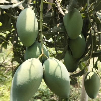 Amrapali Mango – পাহাড়ি আম্রপালি আম