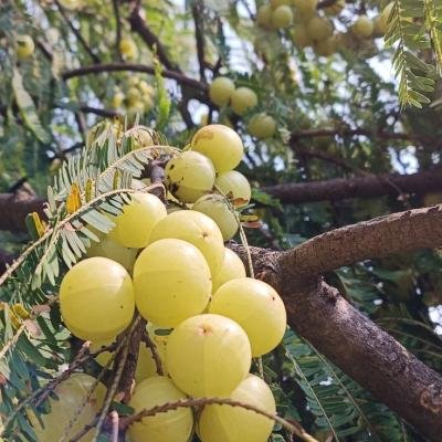 Gooseberry
