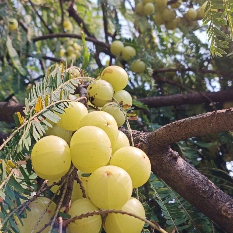 Gooseberry