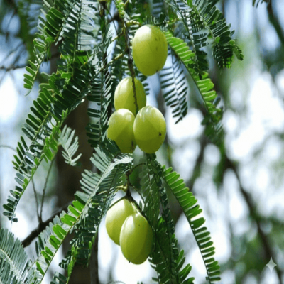 Gooseberry